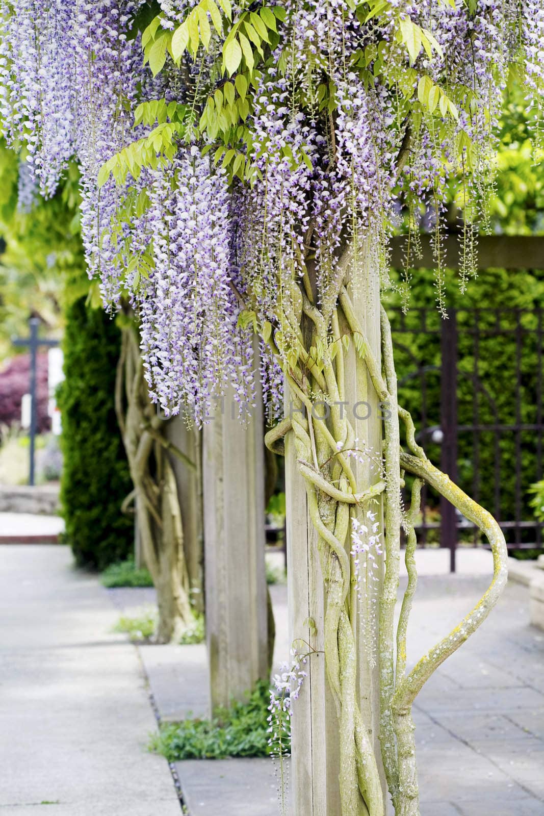Beautiful, elegant purple wisteria flowers cascading off trellis by jarenwicklund