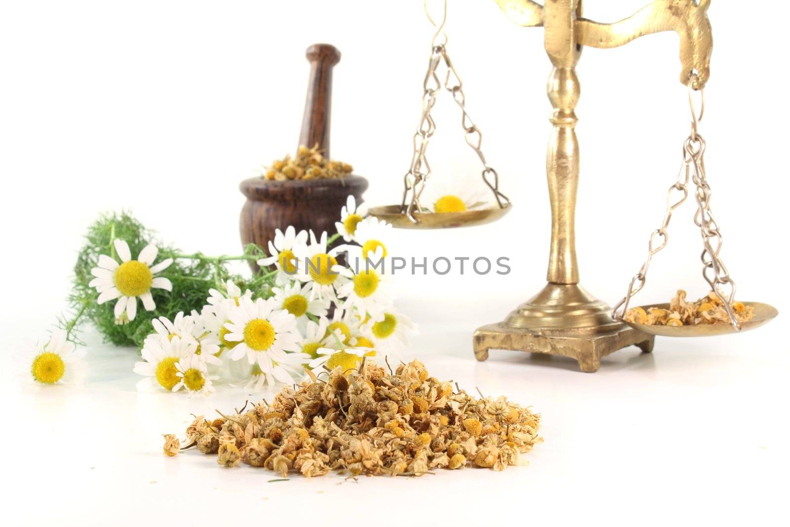 dried chamomile flowers with fresh chamomile and mortar and scales on white background