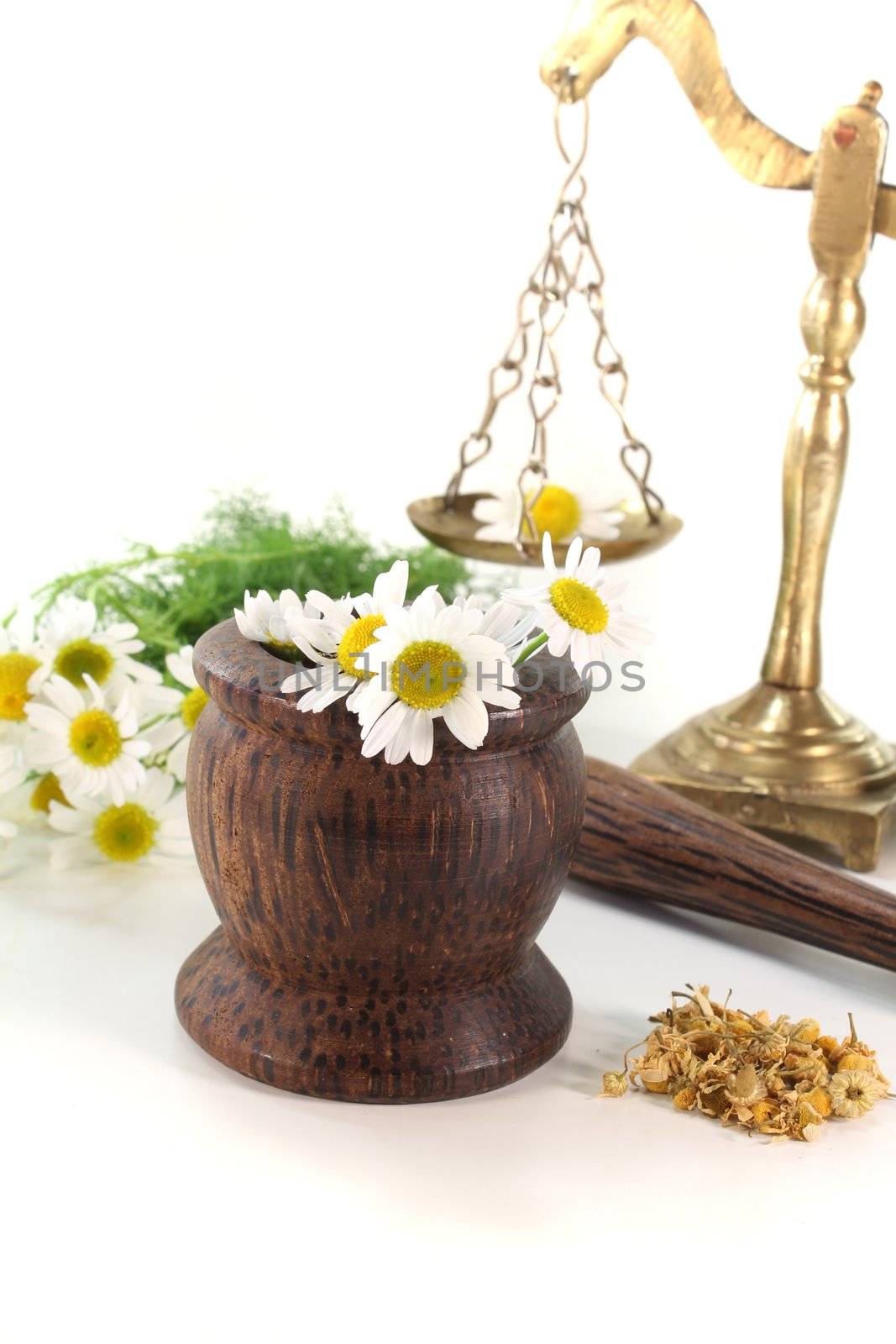 dried chamomile flowers with fresh chamomile and mortar and scales on white background