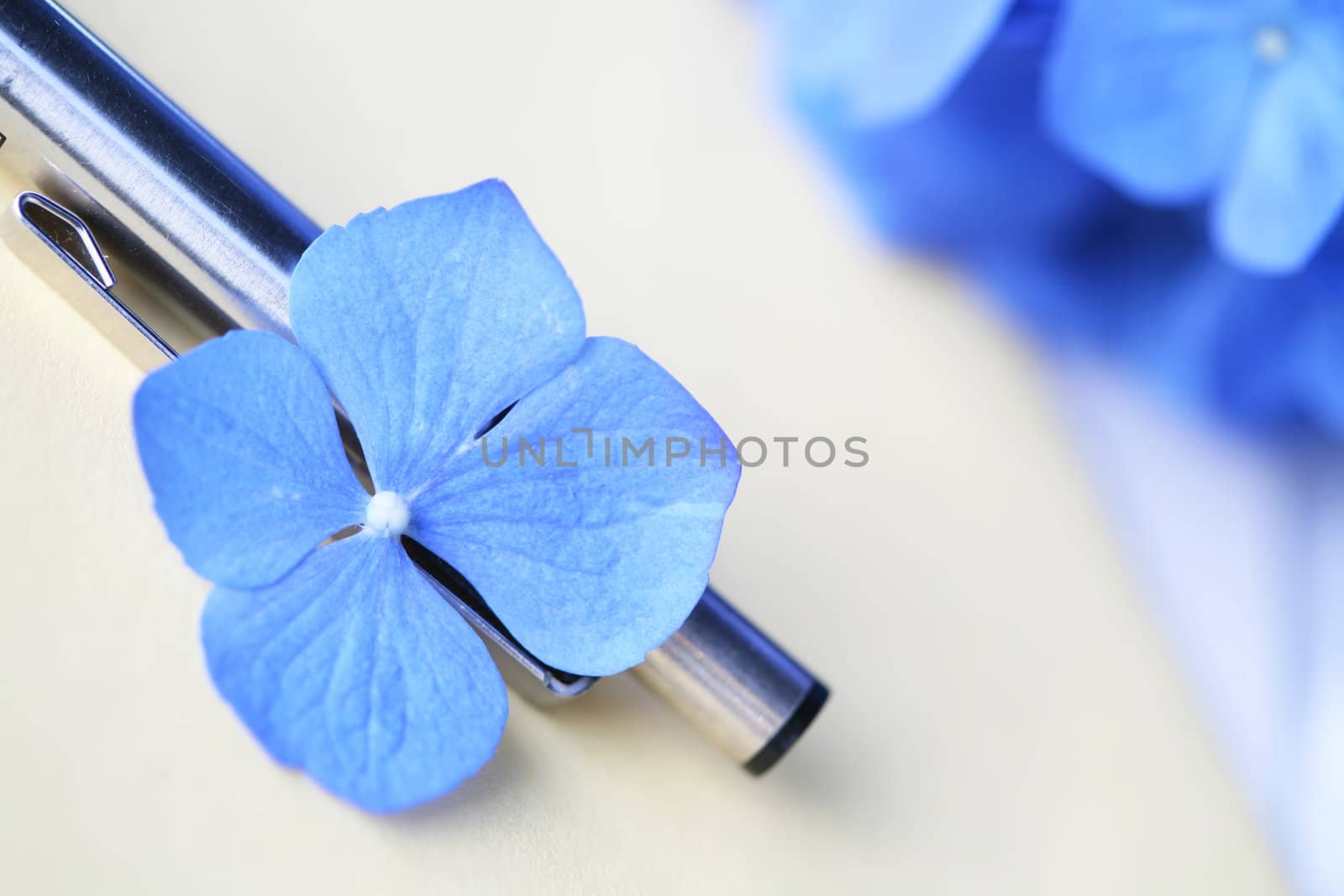Shallow focus of hydrangea flower against a pen and paper statio by jarenwicklund