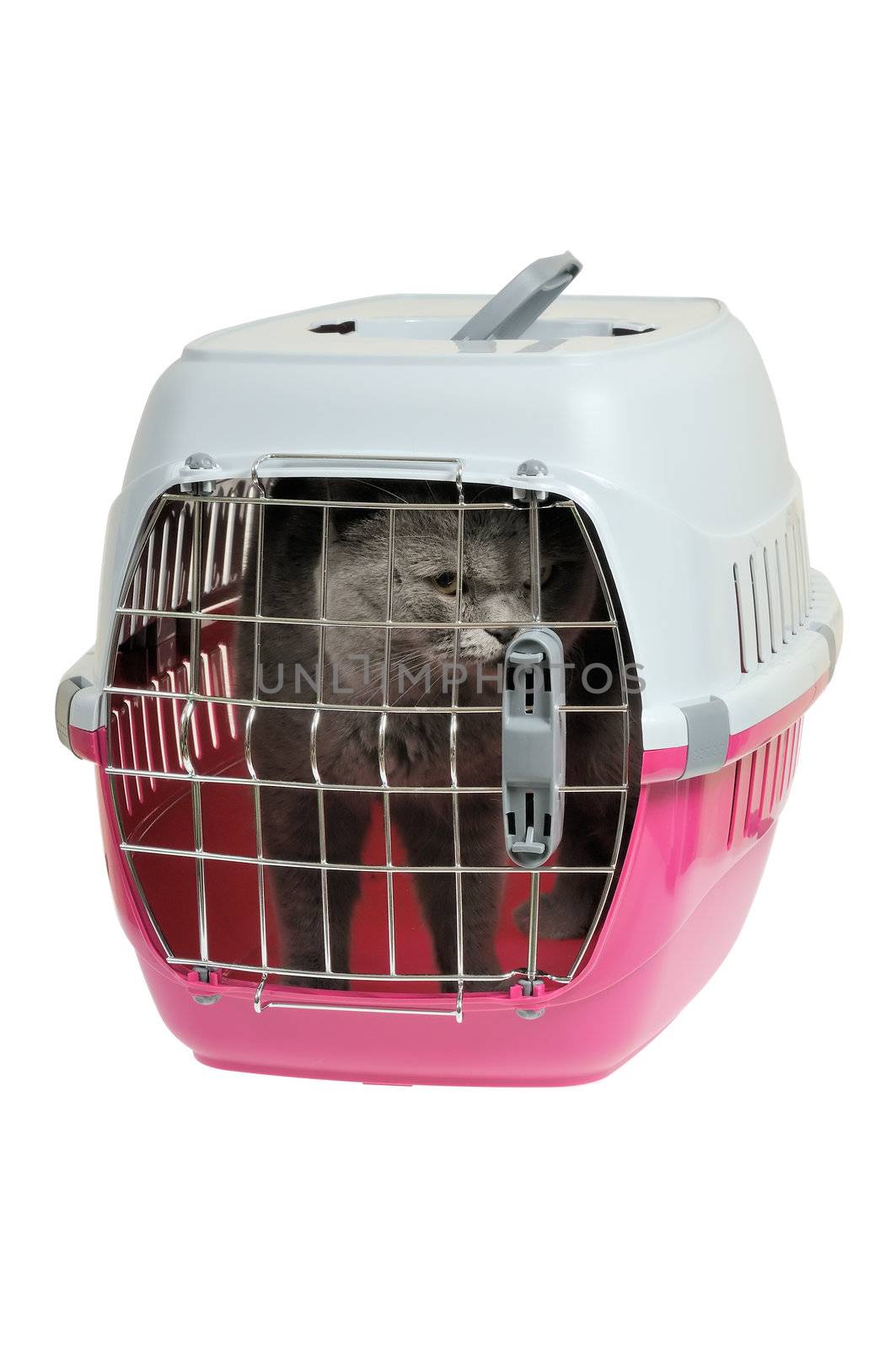 Pet carrier with cat. Isolated on white background.