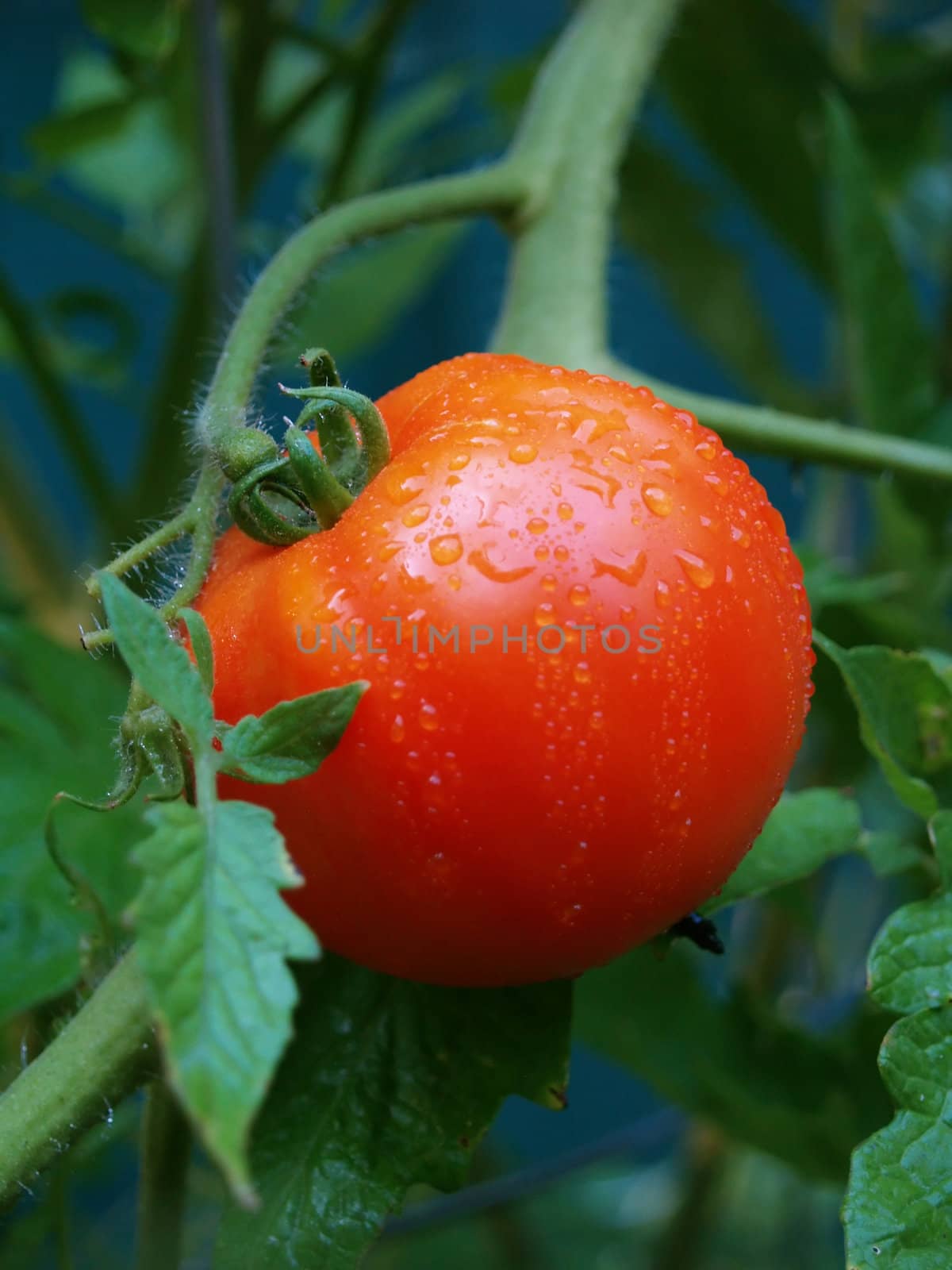 Bright red tomato growing on the vine with water drops on the skin