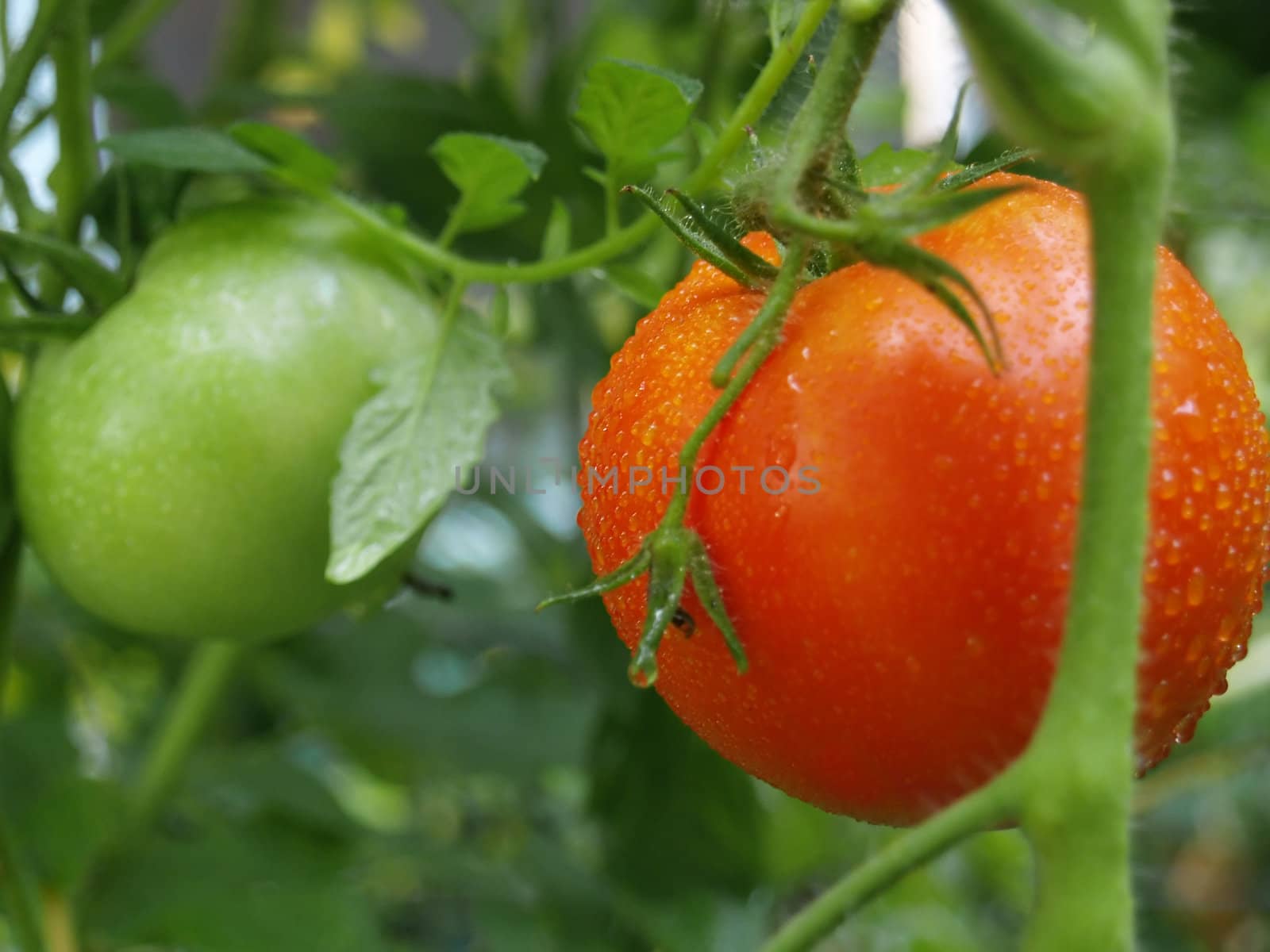 Macro of a ripe and unripe tomato still on the vine with water drops 