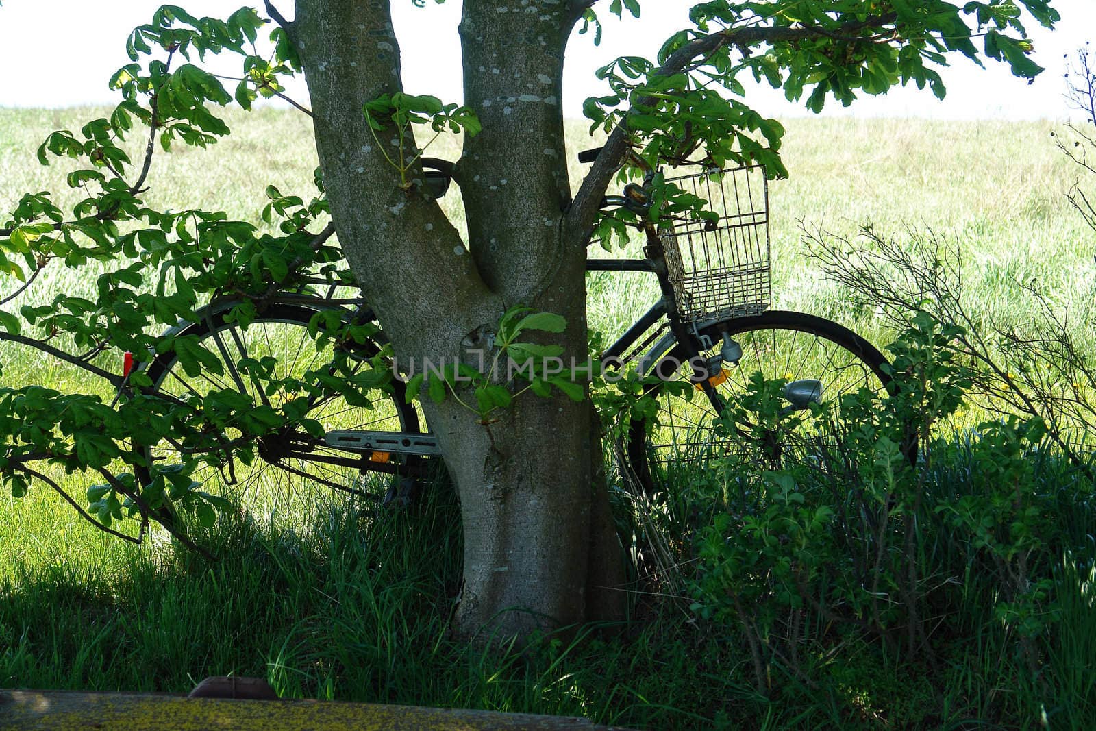 Vintage classical old Bicycle against a tree in field country side picnic outdoors background