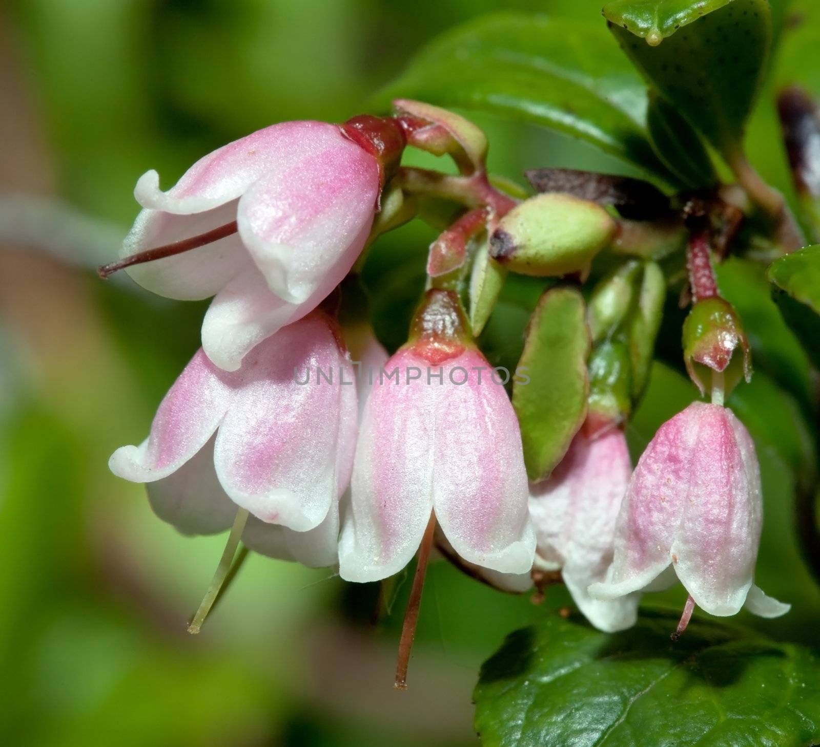 Flowering in the wild cranberries ( Vaccinium vitis-idaea)