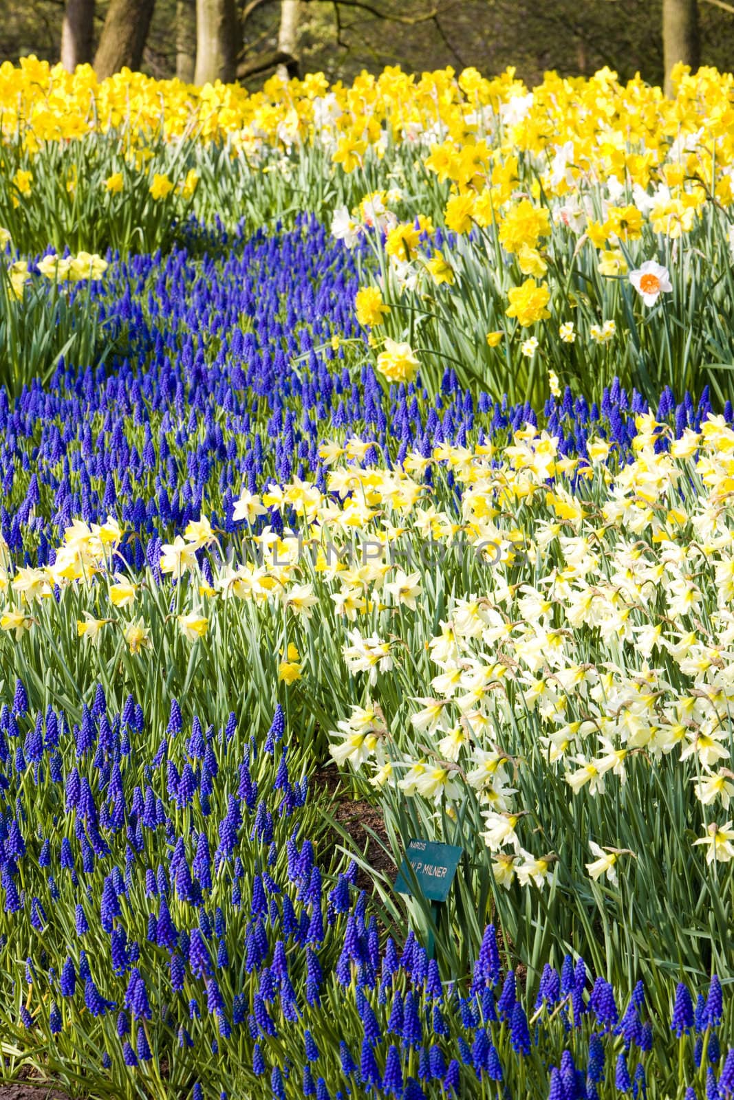 Keukenhof Gardens, Lisse, Netherlands