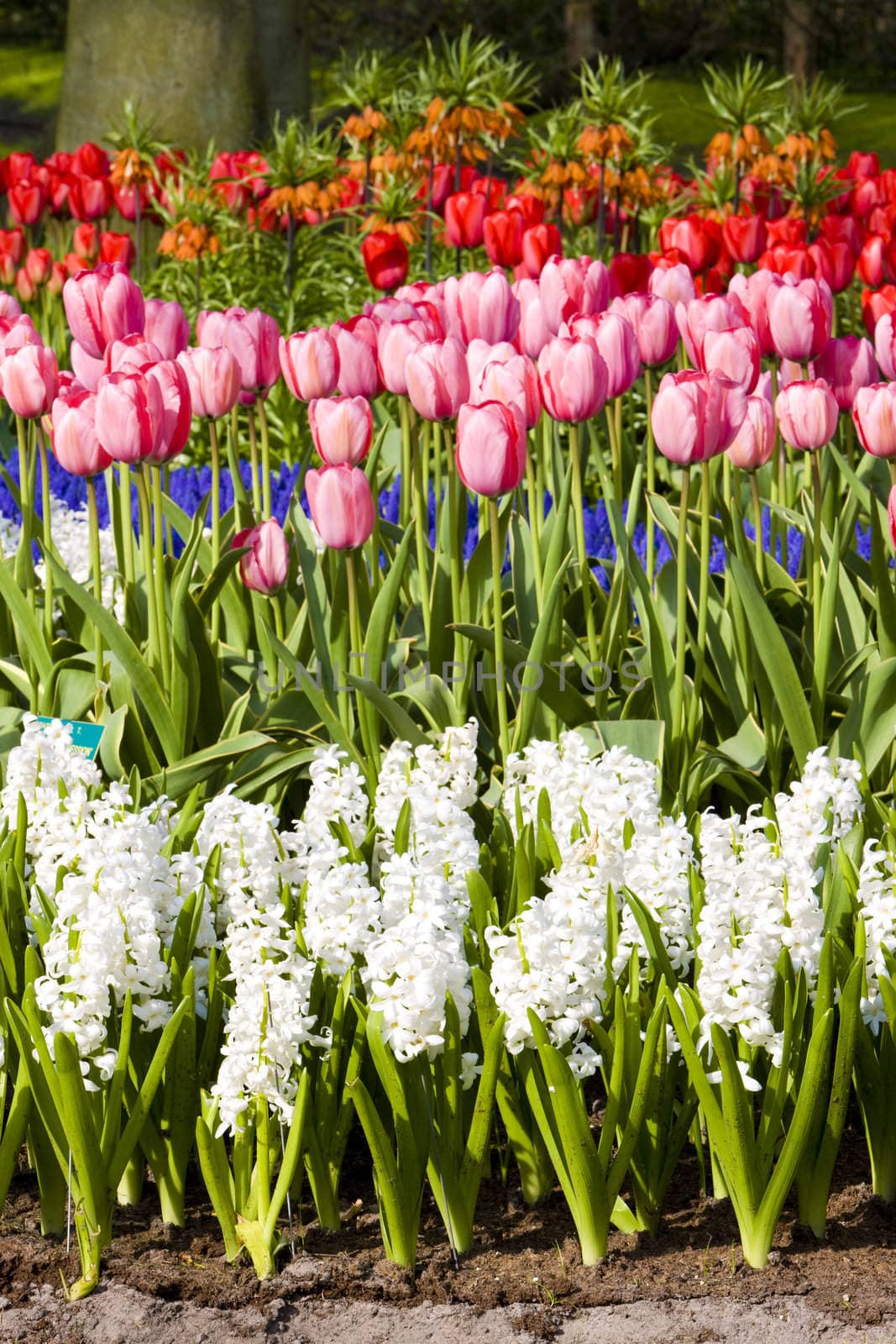 Keukenhof Gardens, Lisse, Netherlands