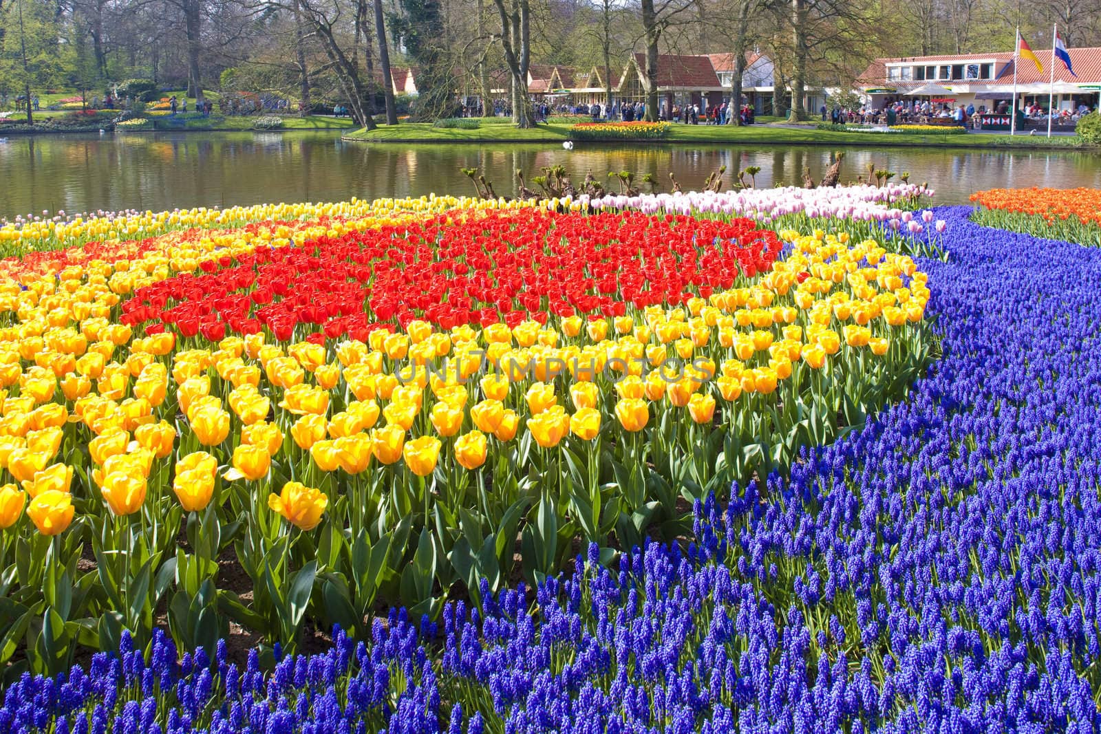 Keukenhof Gardens, Lisse, Netherlands by phbcz