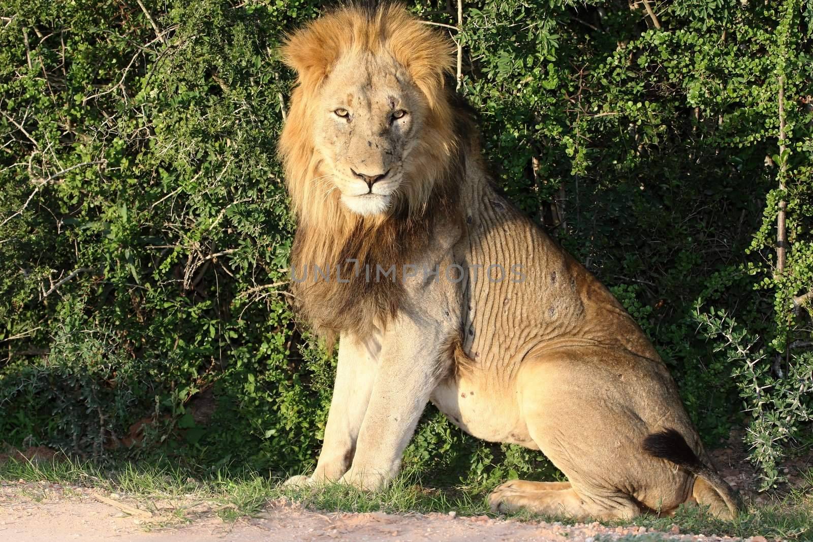 Potrait of a handsome male lion with battle scars on his snout