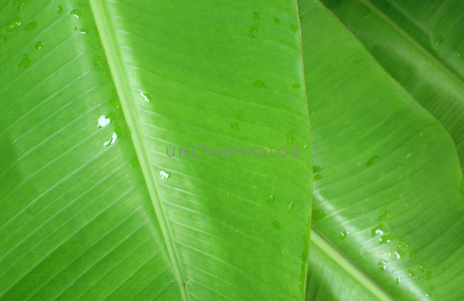 A green banana leaf background with lines