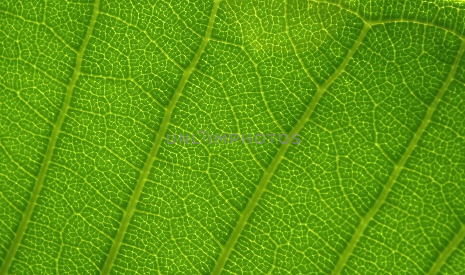 A green leaf background with lines