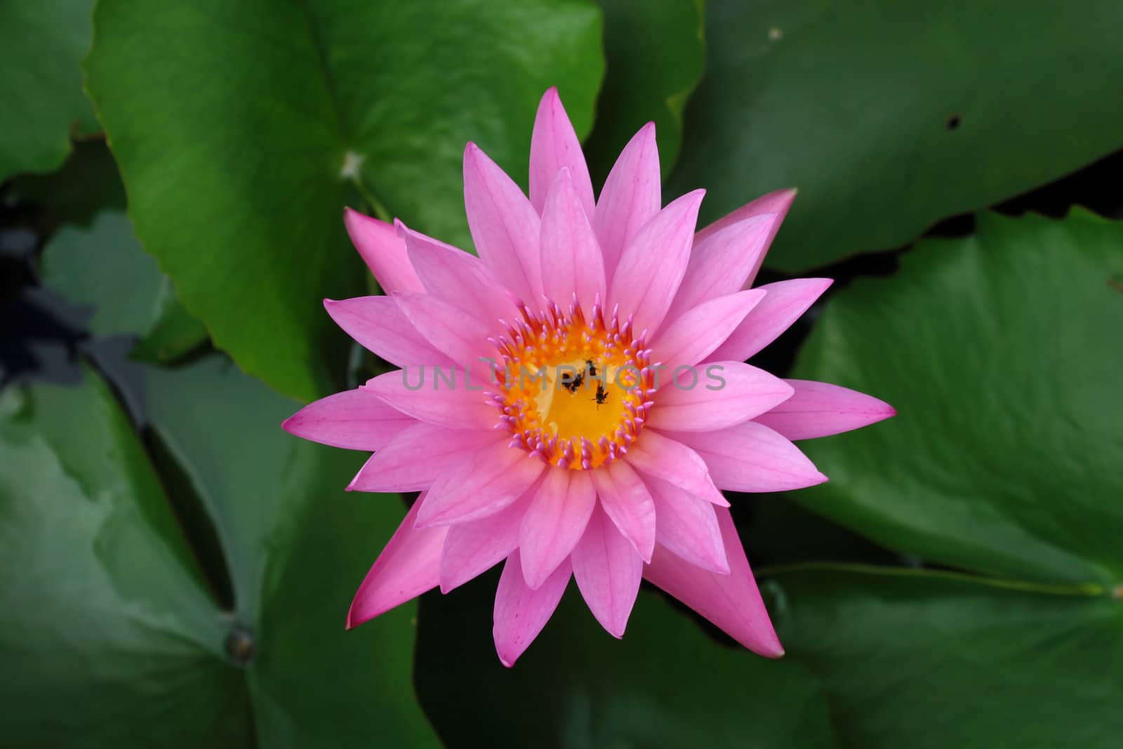 Pink lotus flowers by liewluck