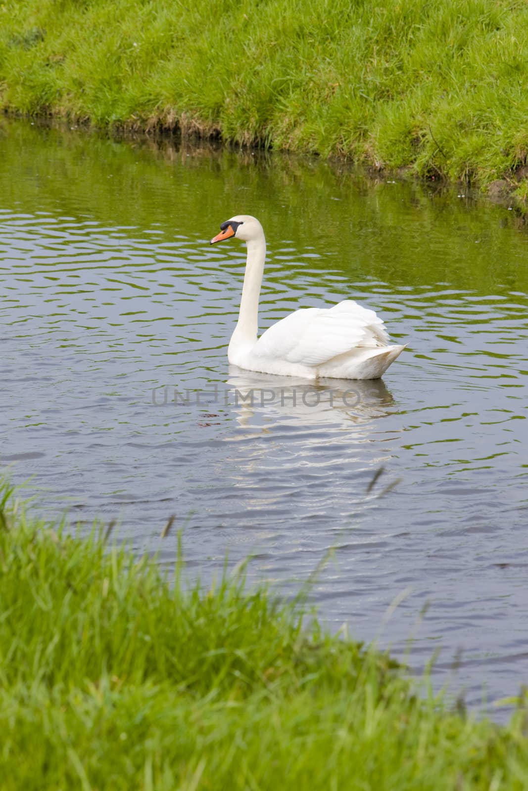 swan, Netherlands