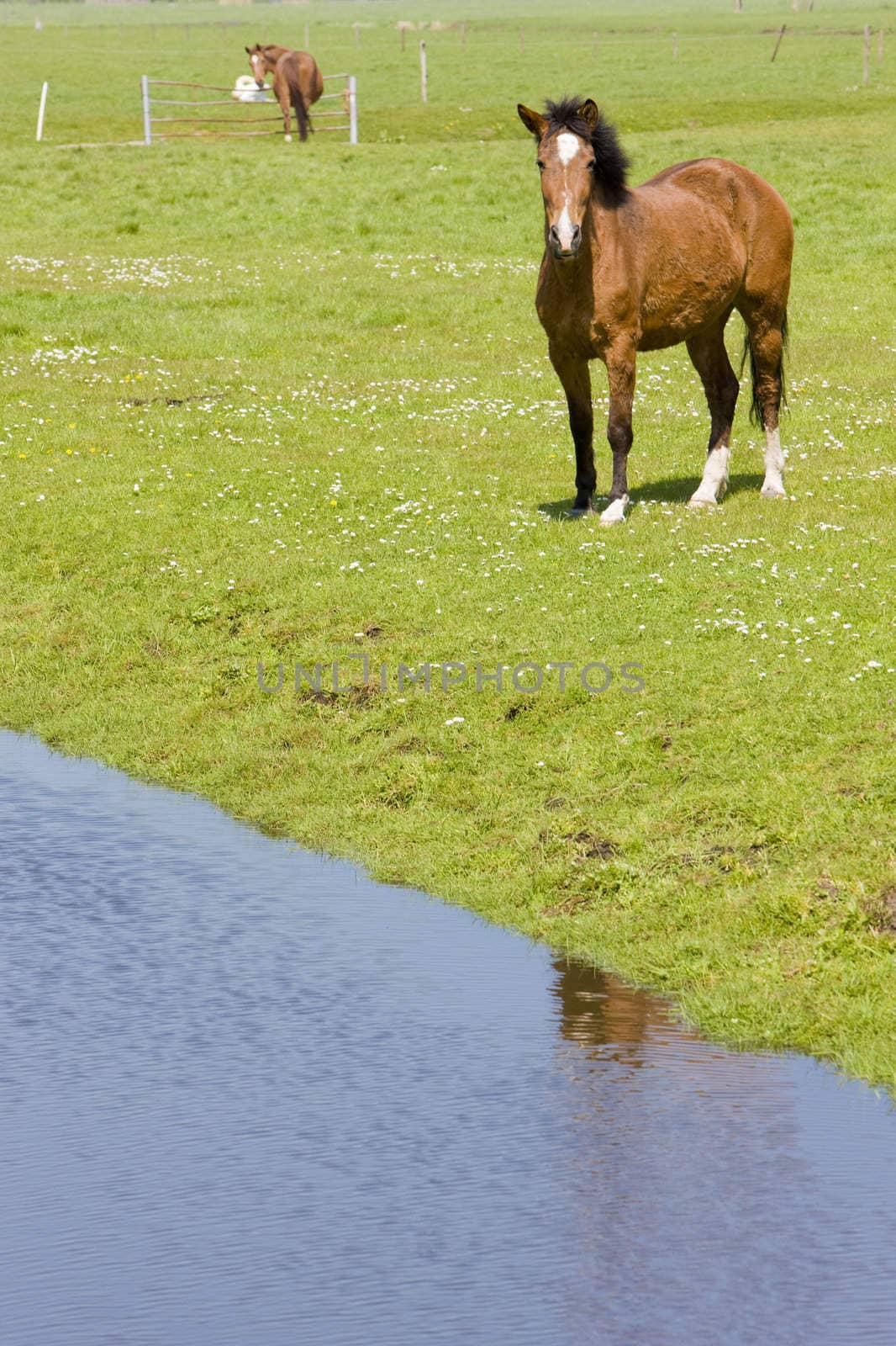 horses on meadow, Netherlands by phbcz