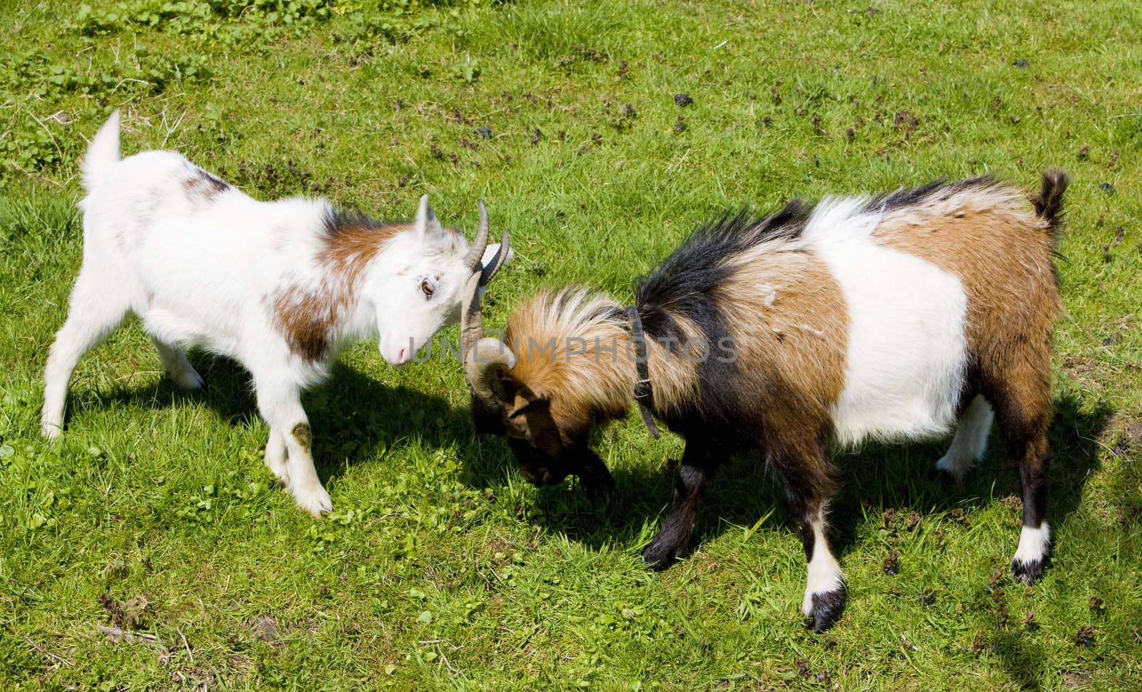 goats on meadow, Netherlands by phbcz