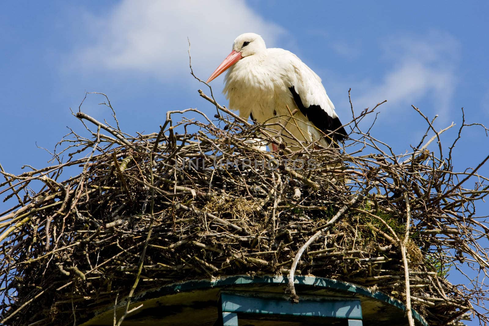 stork, Netherlands by phbcz