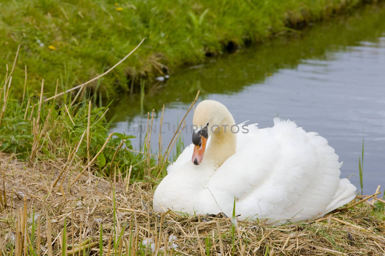 swan, Netherlands