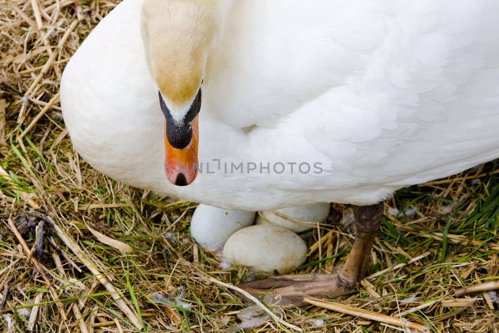 swan sitting on eggs, Netherlands