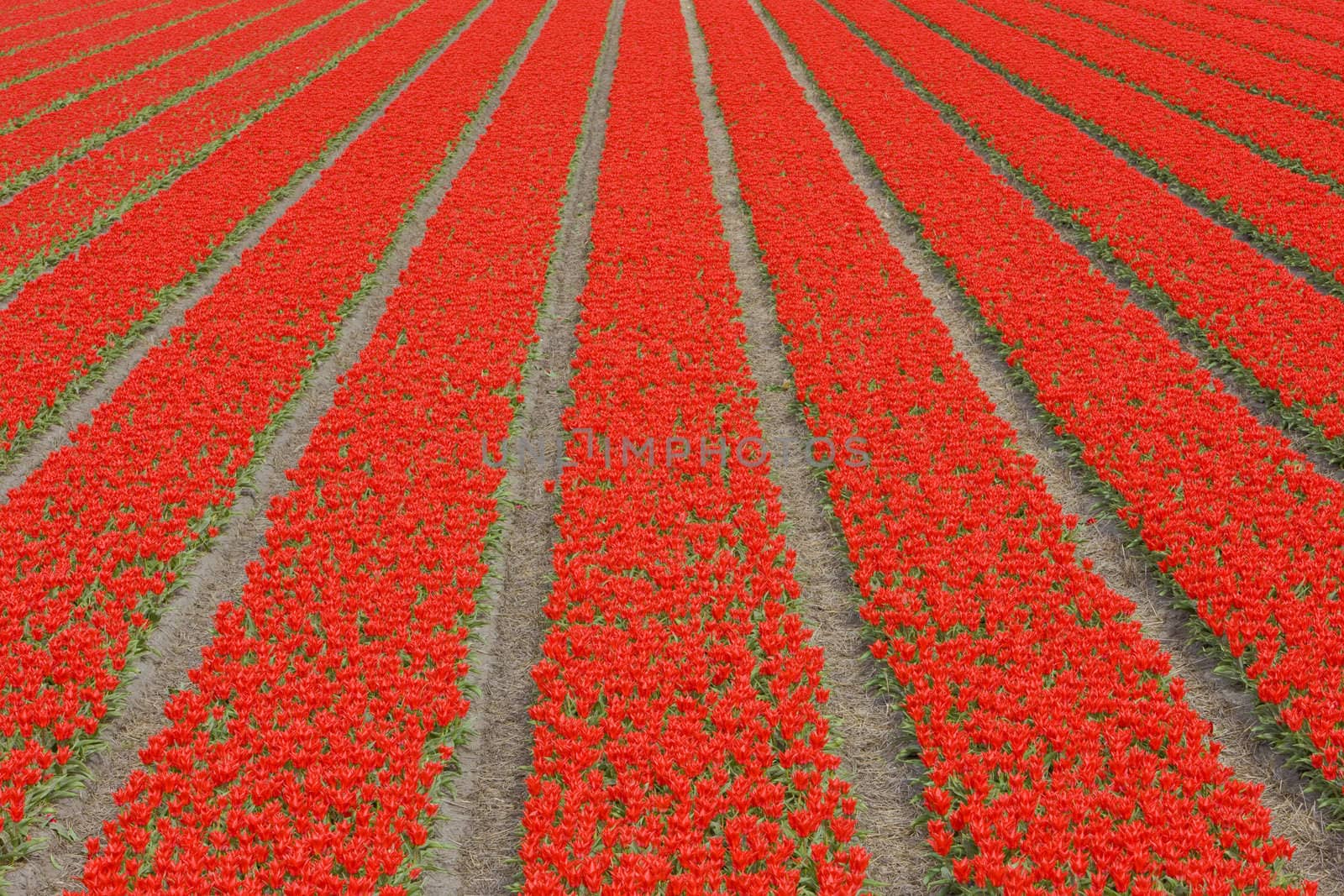 tulip field near Noordwijk, Netherlands