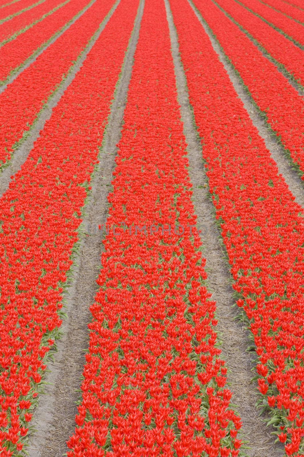 tulip field near Noordwijk, Netherlands