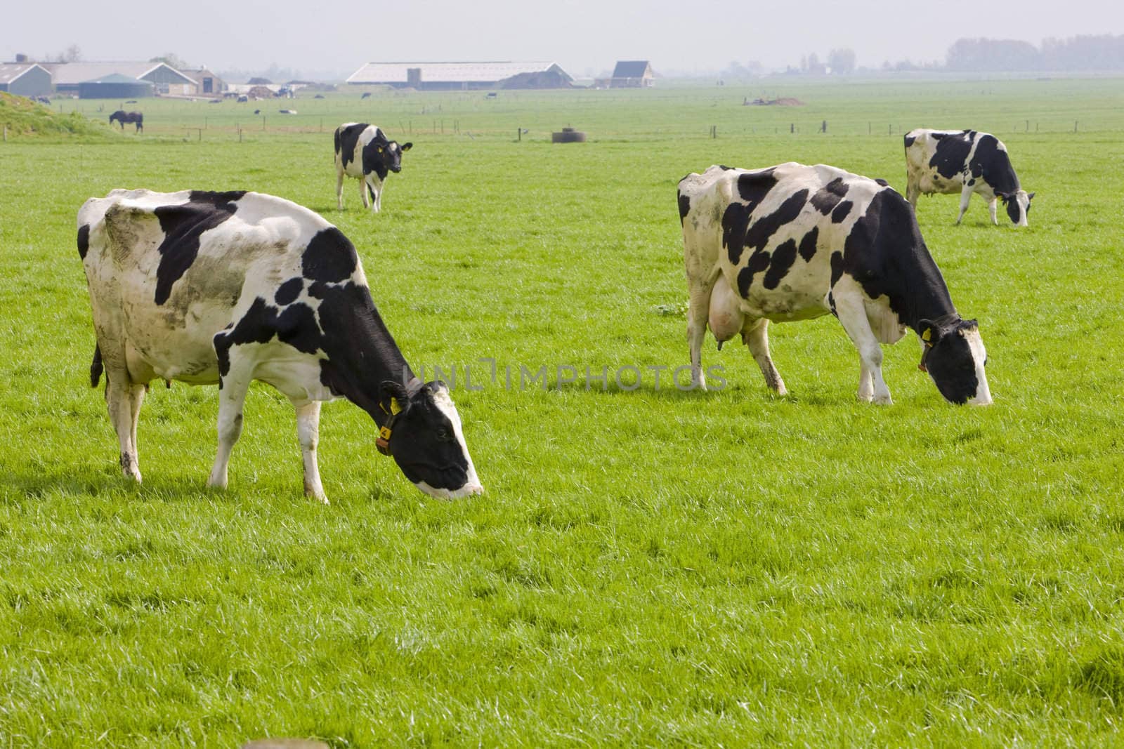 cows, Friesland, Netherlands