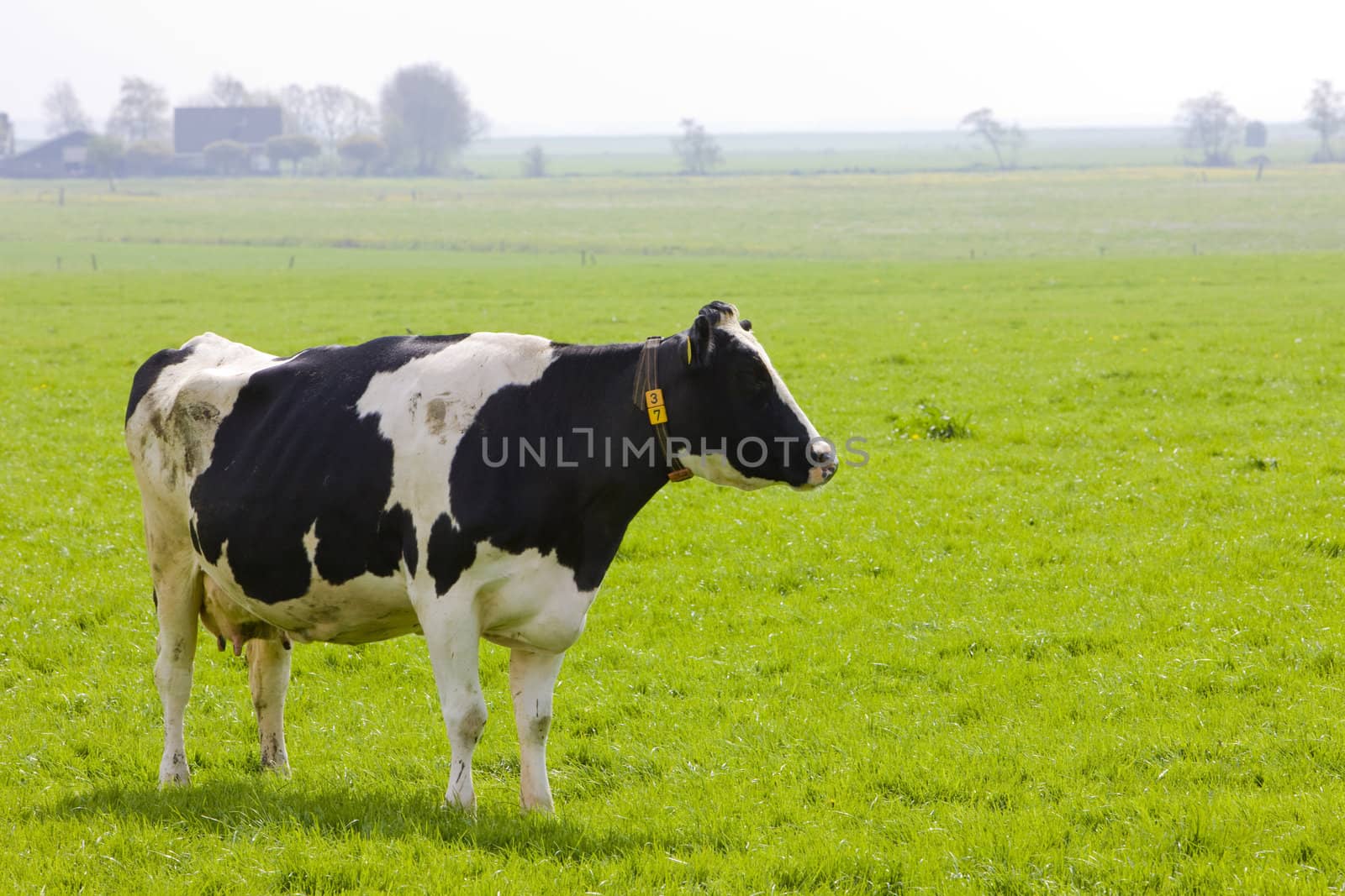 cow, Friesland, Netherlands by phbcz