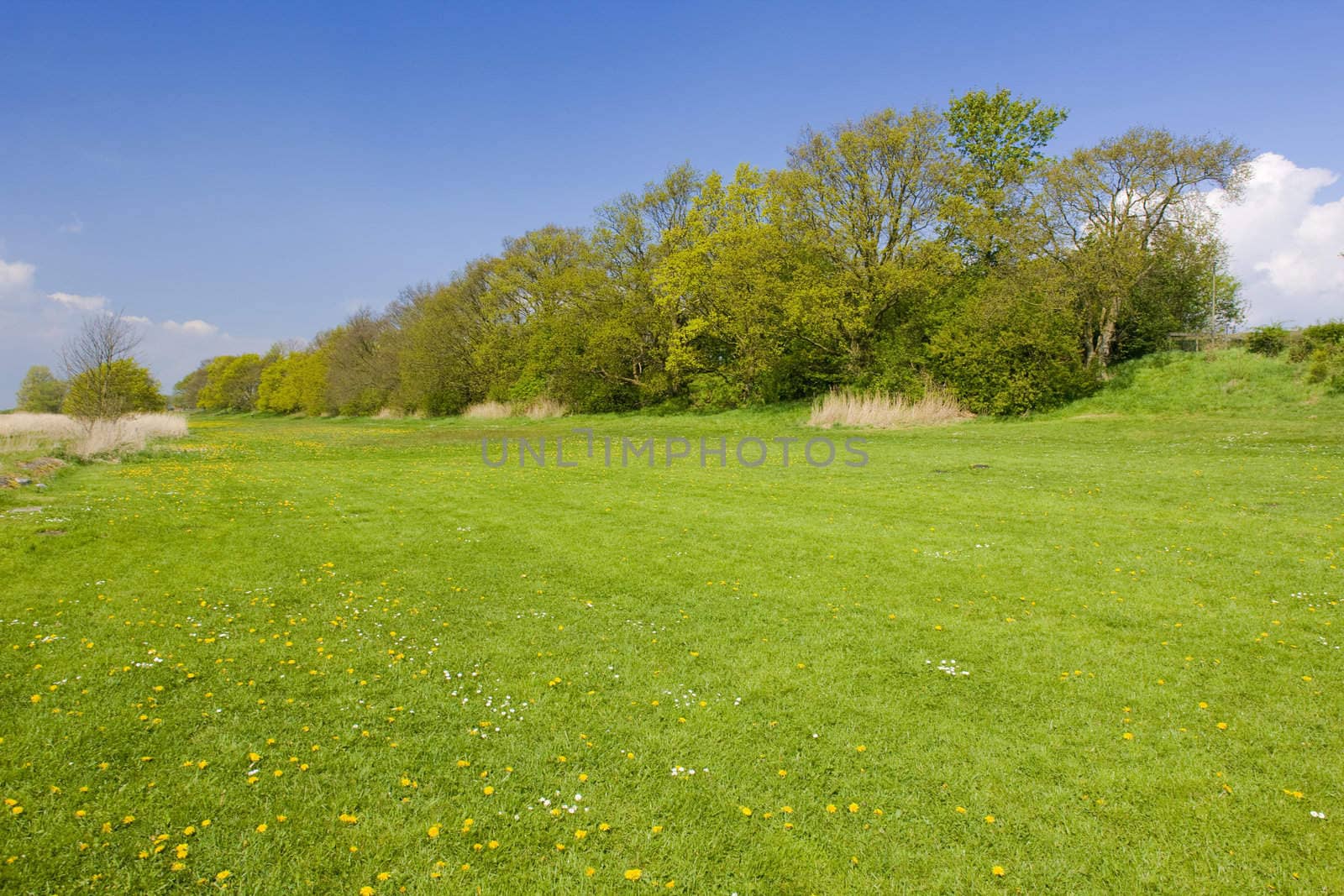 landscape, Friesland, Netherlands