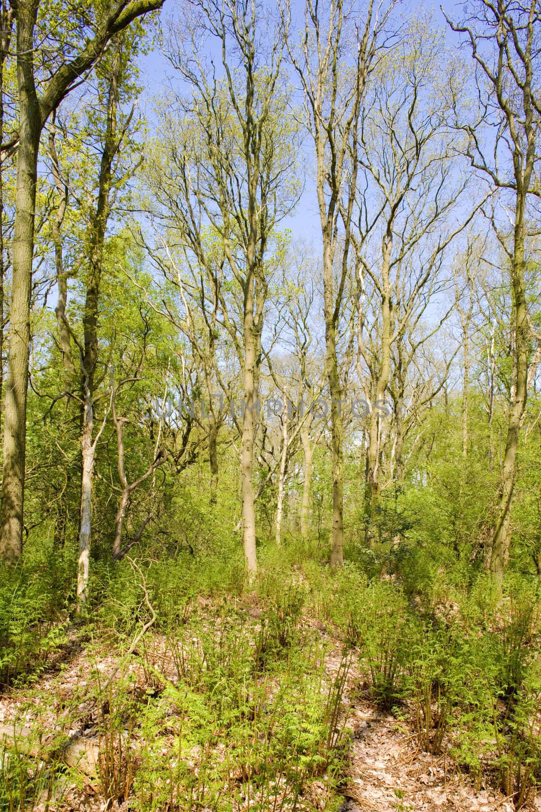 forest near Mirns, Friesland, Netherlands by phbcz