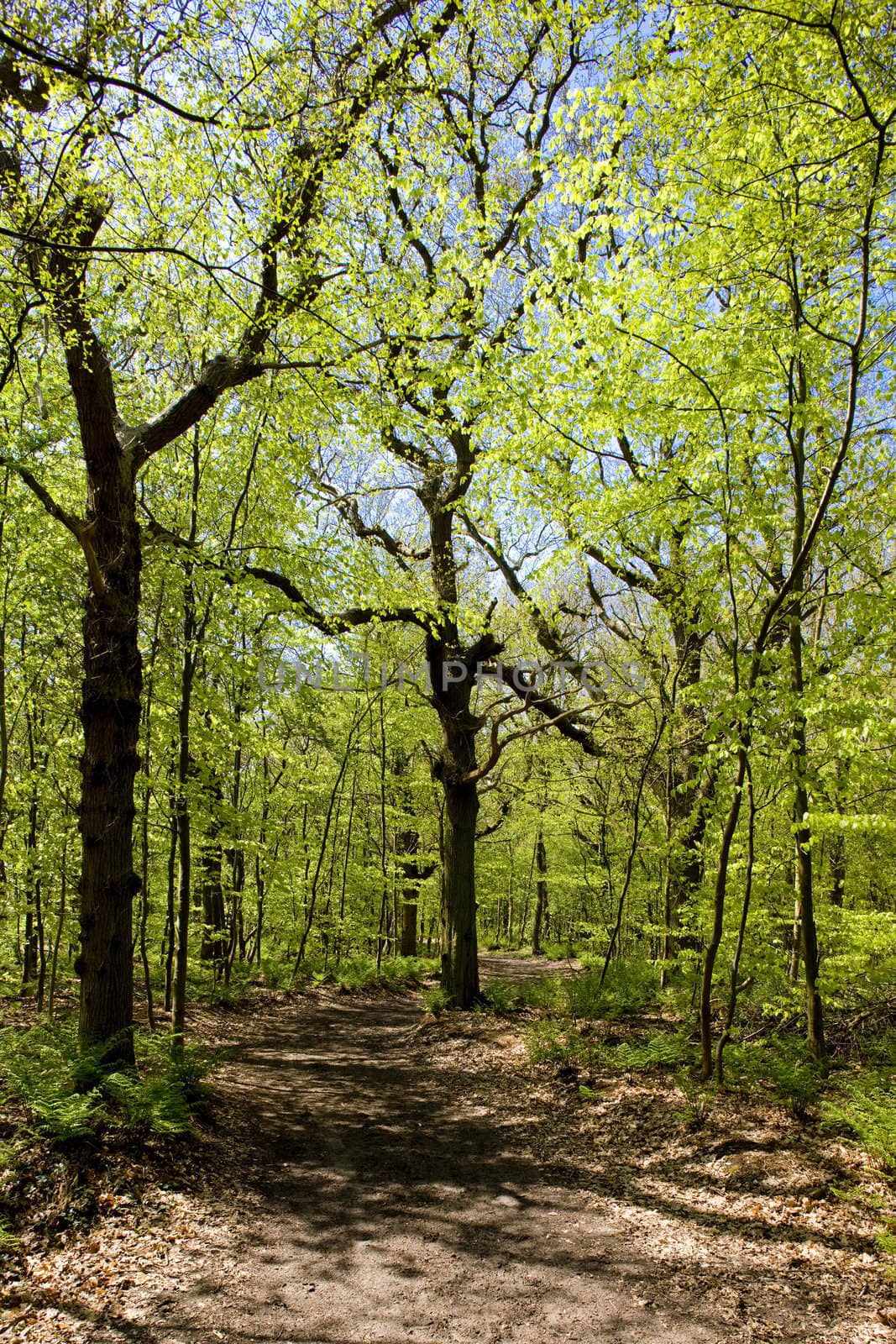 forest near Mirns, Friesland, Netherlands by phbcz