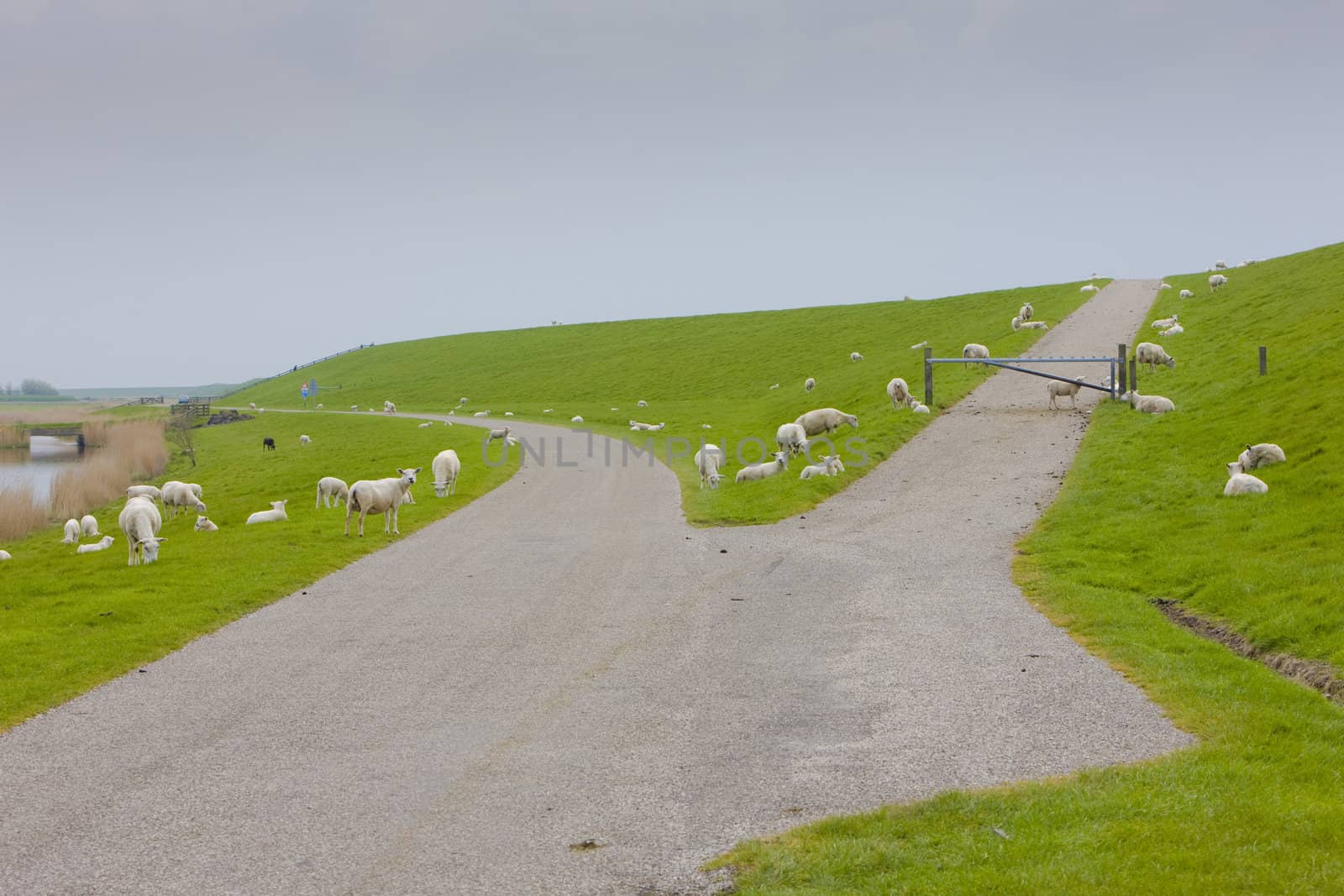 sheep, Friesland, Netherlands by phbcz