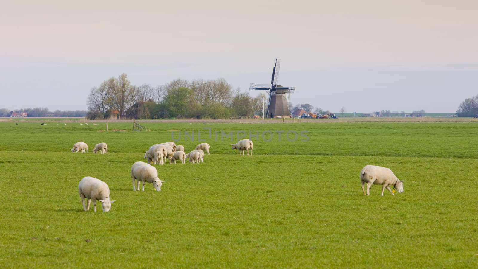 windmill and sheep near Marrum, Friesland, Netherlands by phbcz