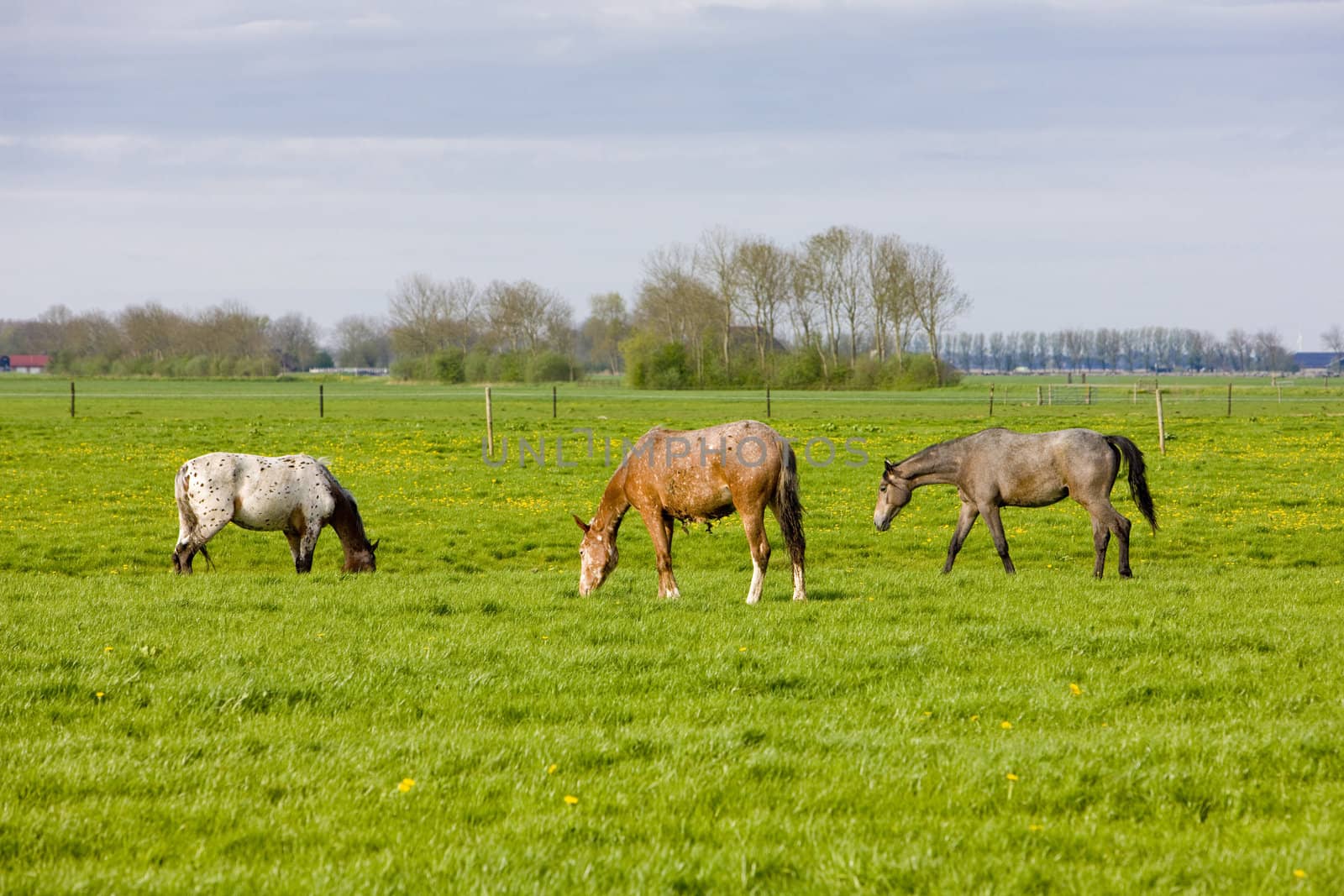 horses on meadow, Friesland, Netherlands