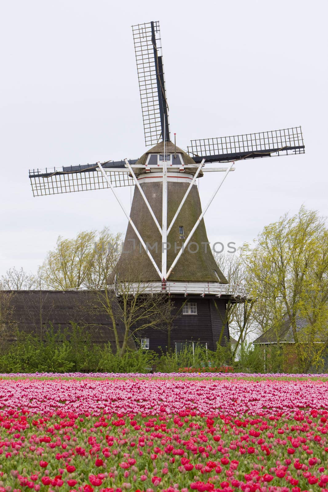 windmill with tulip field, Holwerd, Netherlands by phbcz