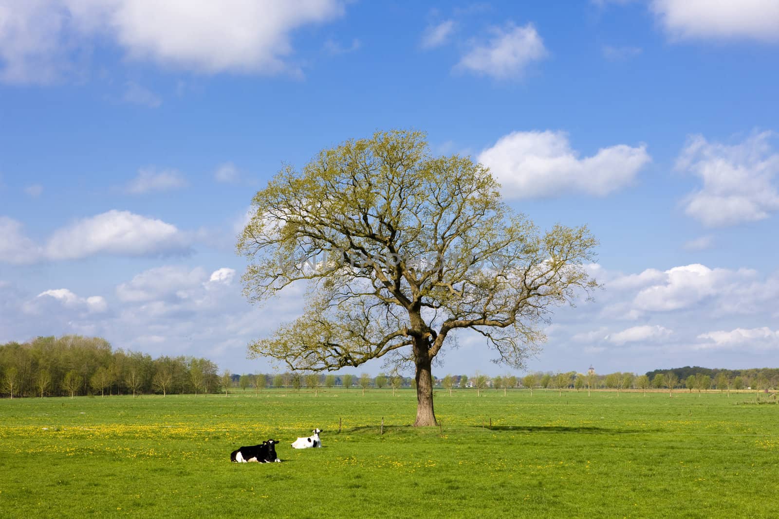 landscape, Overijssel, Netherlands