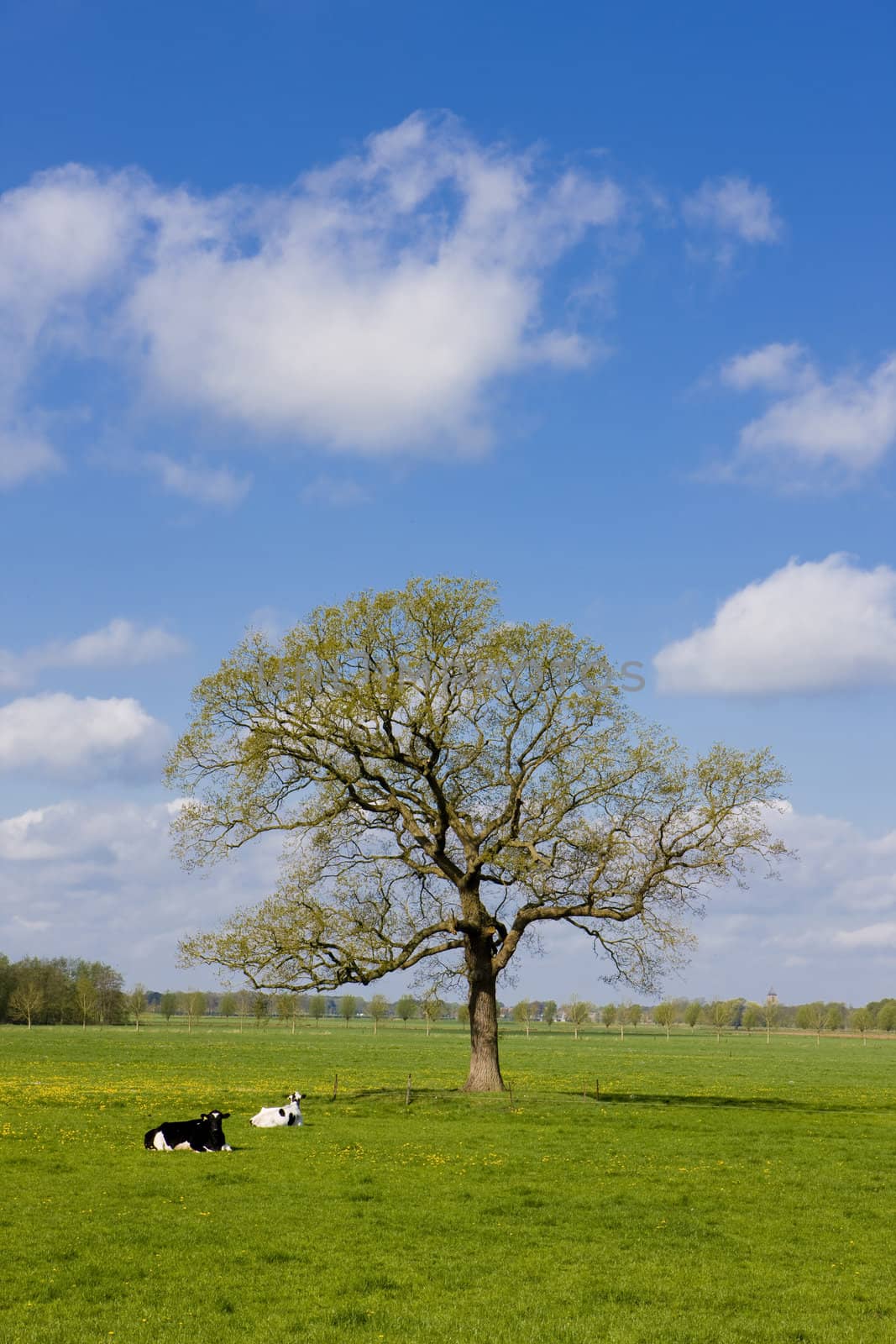 landscape, Overijssel, Netherlands