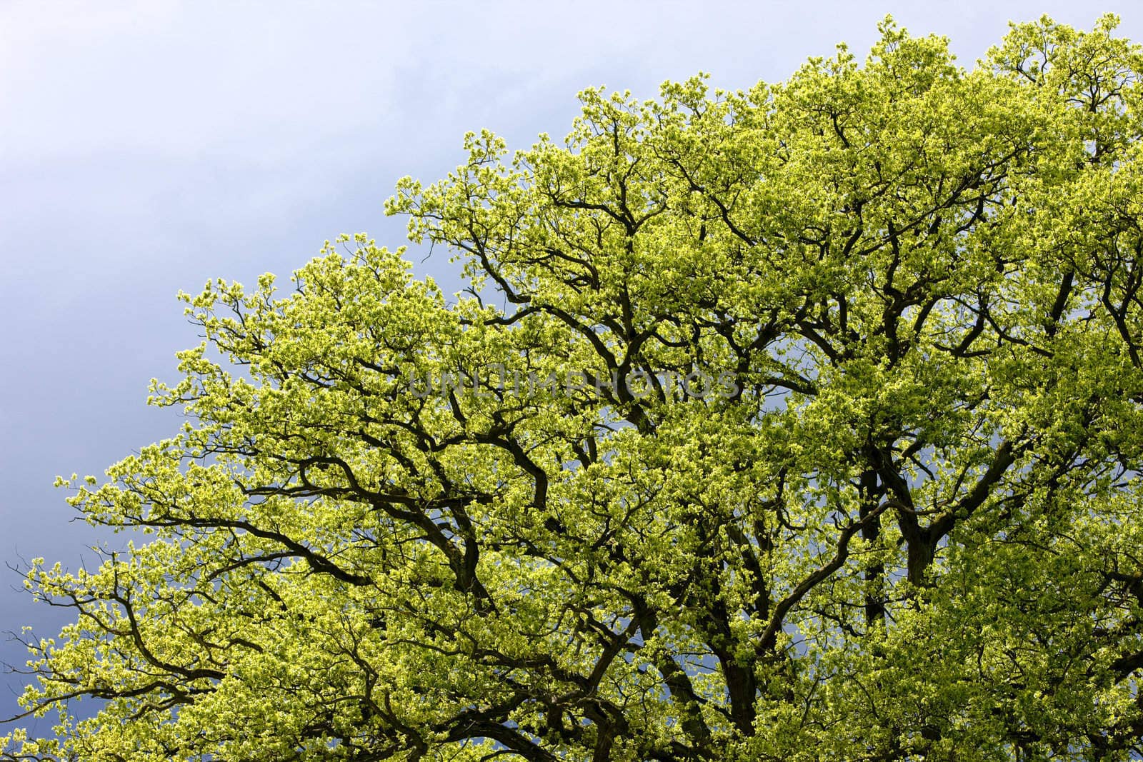 spring tree''s detail