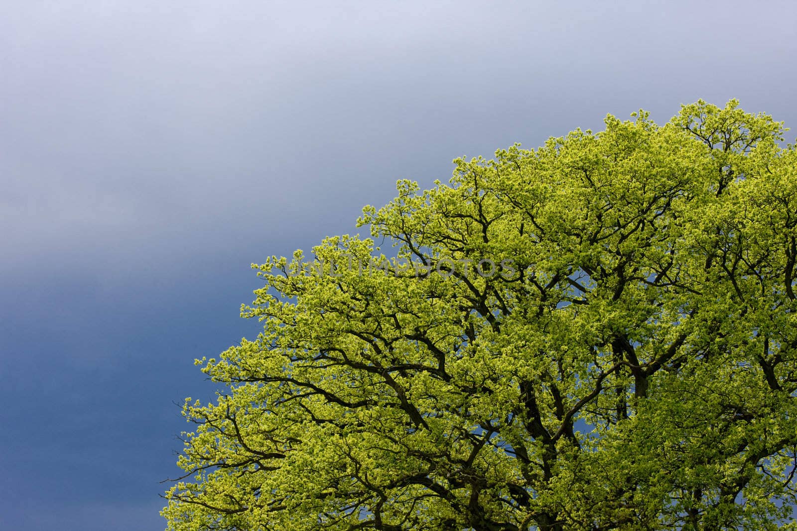 spring tree''s detail