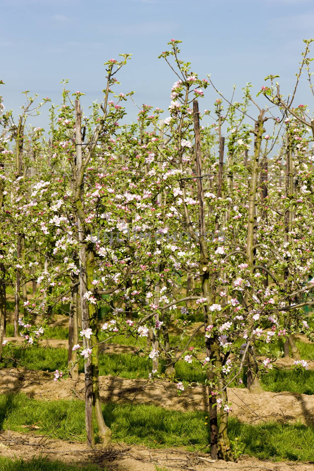 fruit orchard, Gelderland, Netherlands