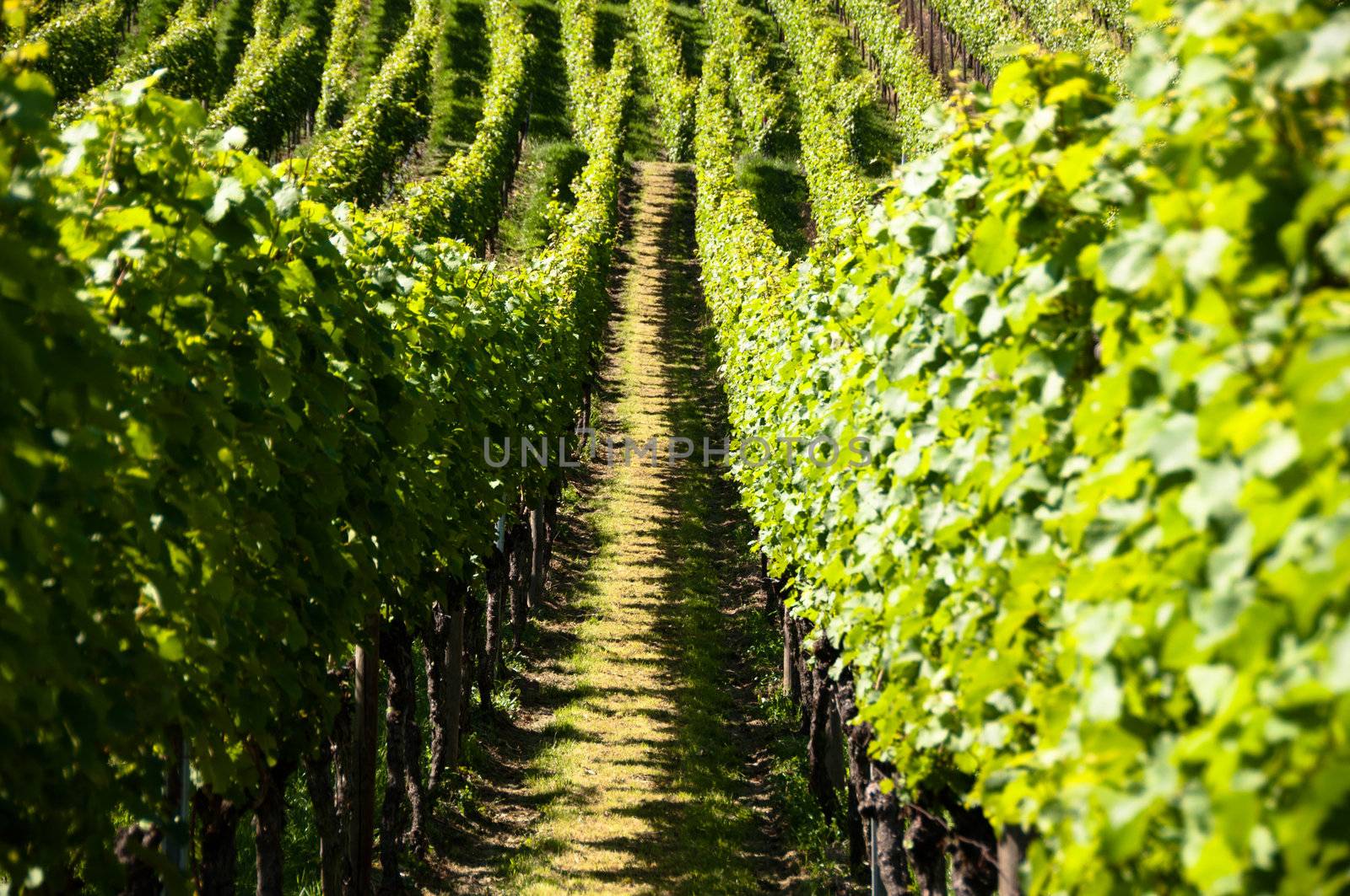 rows of young grapes in wineyard of southen germany region rheinland pfalz
