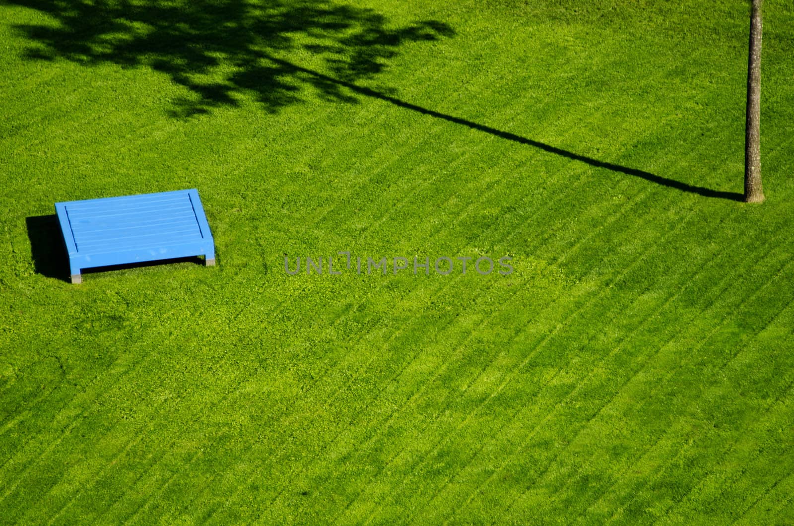 the lawn green with the tree shadow