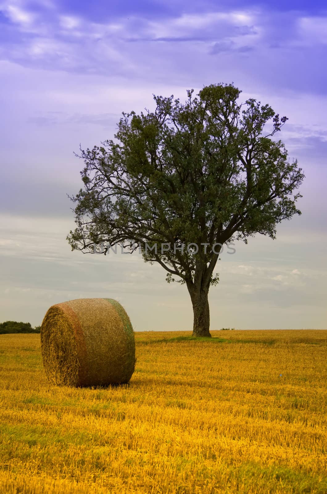 straw ball and a green tree in a field