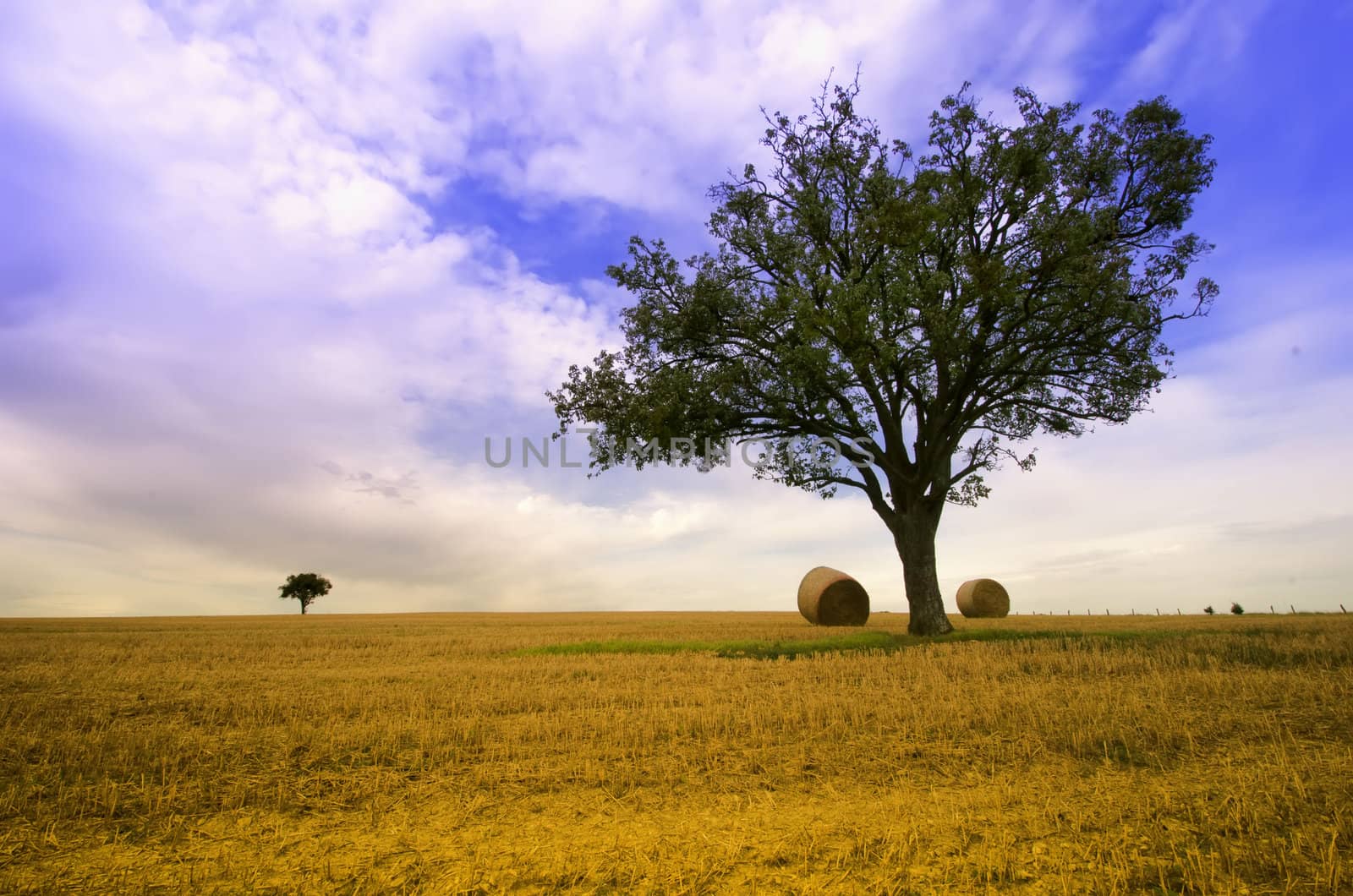 straw ball and a green tree in a field