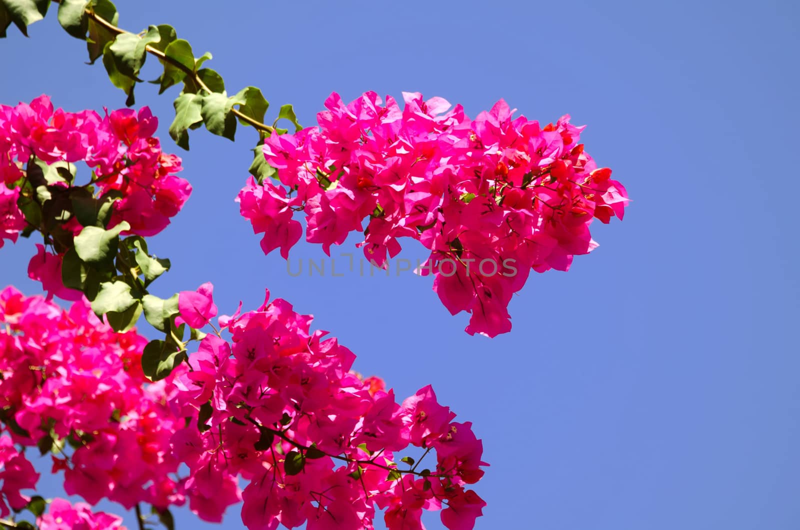 The pink bougainvillaeas and the blue sky