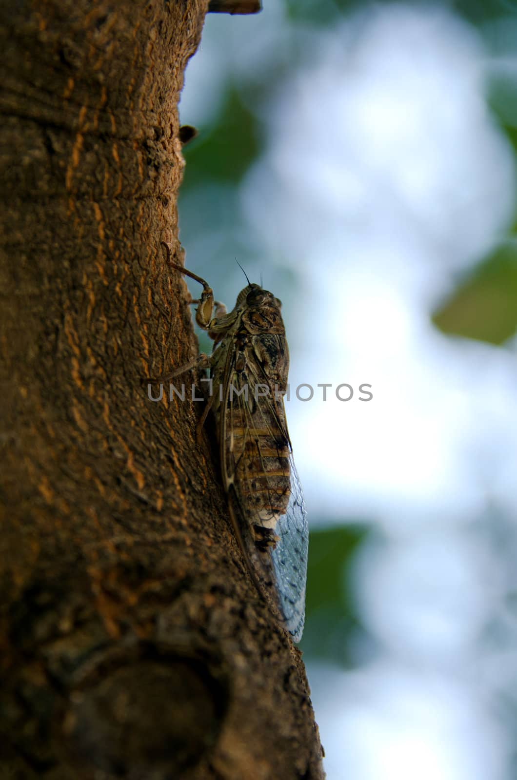 the cicada by njaj