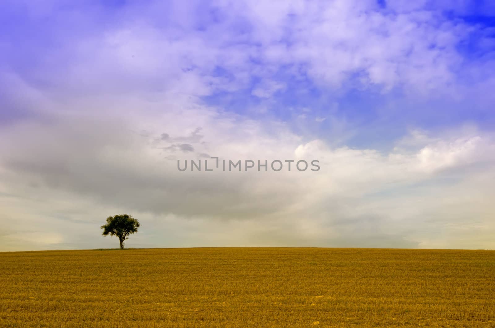 the alone tree in the fields