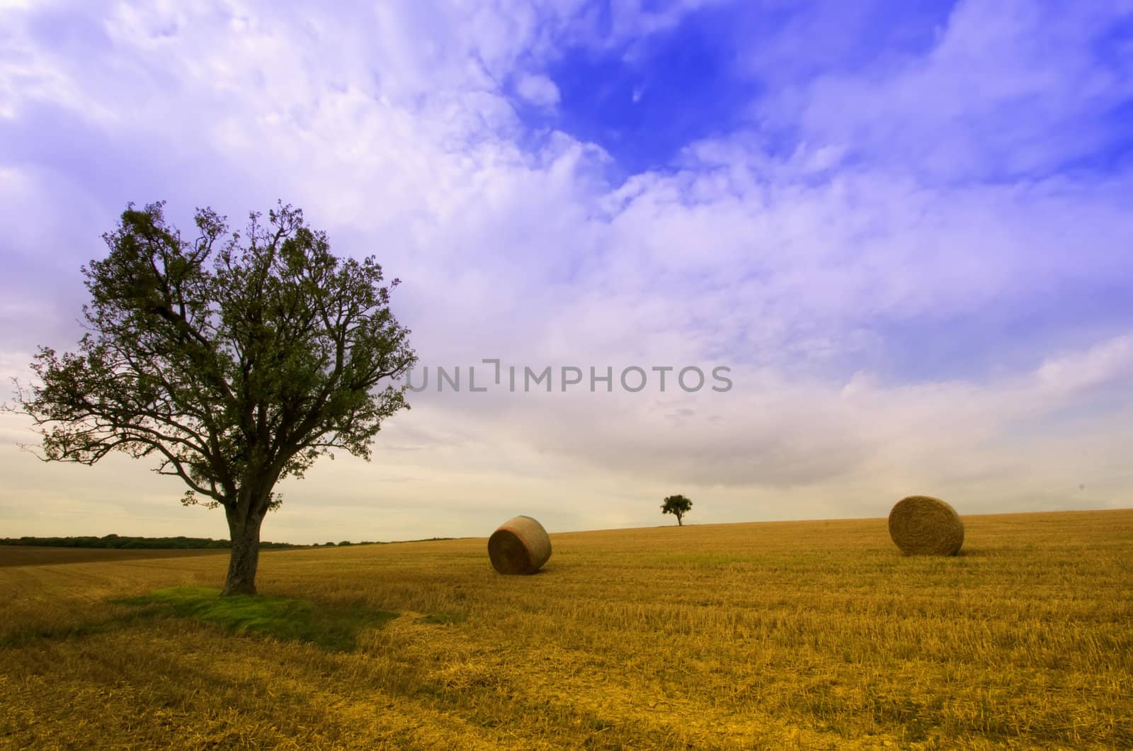 the tree  and straw bales