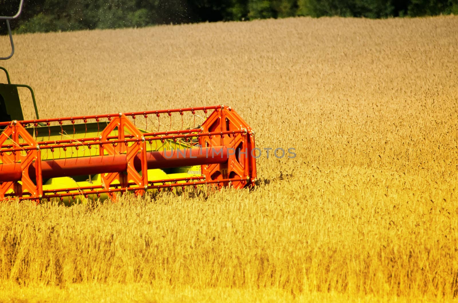 the harvester on the wheat field