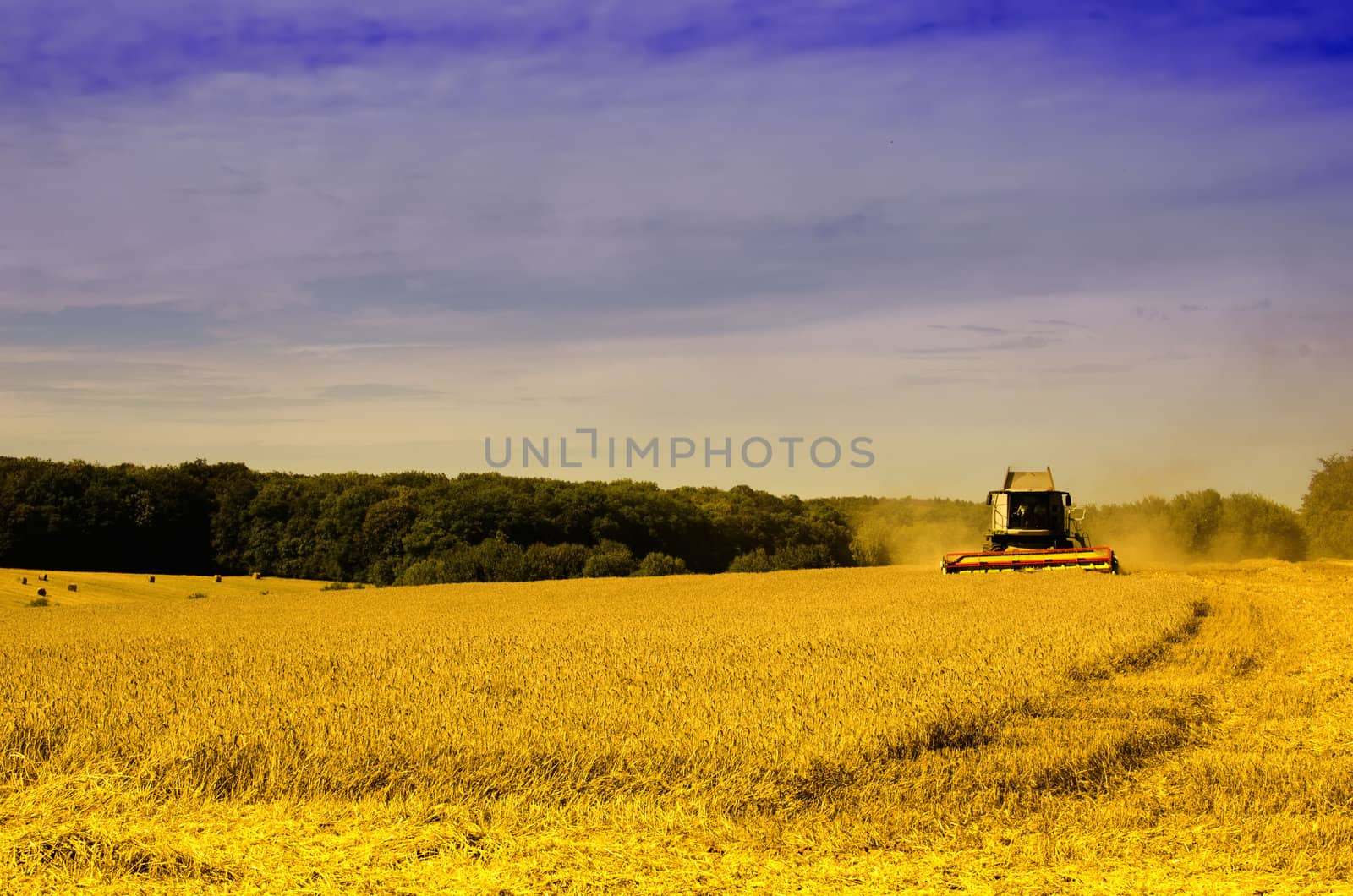 the harvester on the wheat field