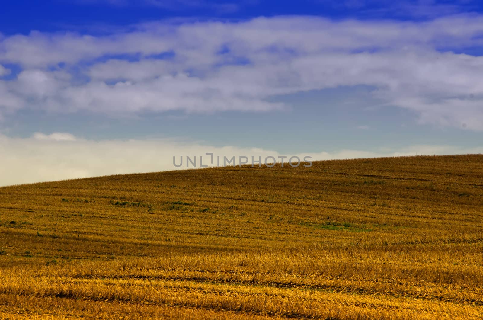 cut off the wheat fields