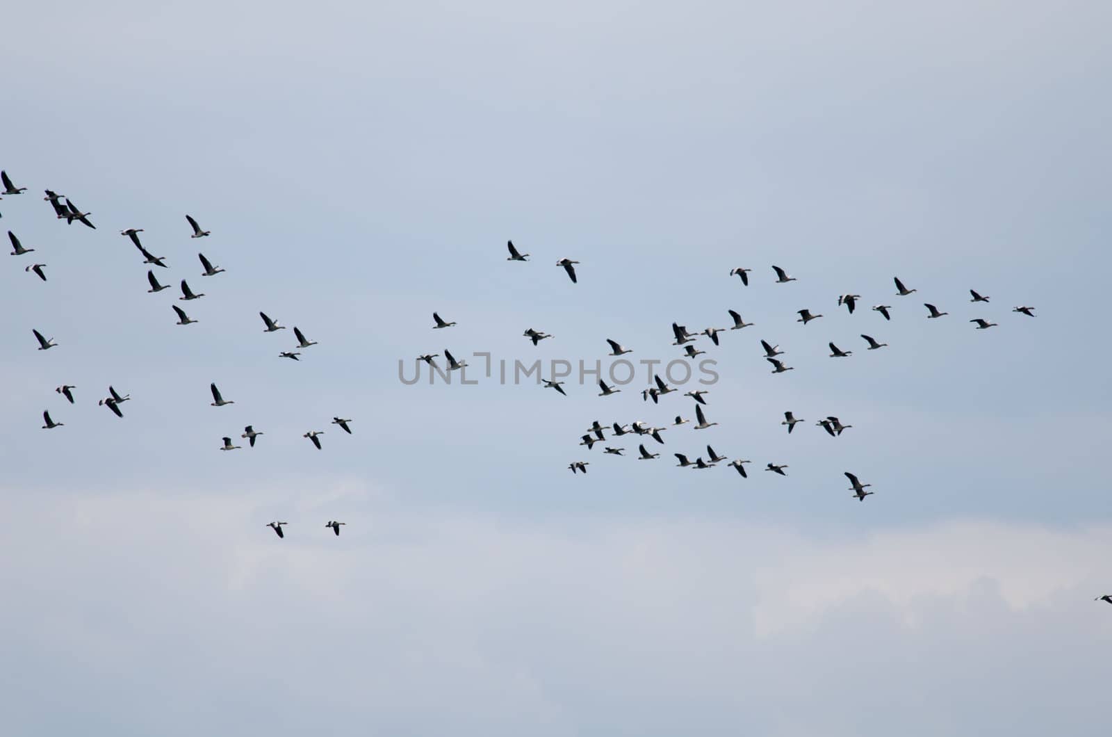 the migration of wild geese by njaj